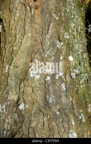 Caesar/Ziege Weide Salix Caprea Salicaceae Stockfoto