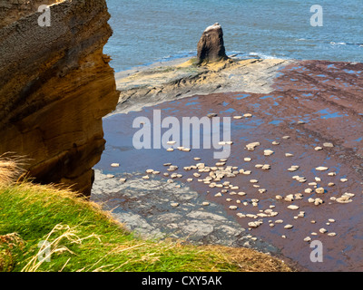 Die Küste gegen Bay in der Nähe von Whitby in North Yorkshire England UK mit Rock-Stacks auf den Strand und Felsen im Vordergrund Stockfoto