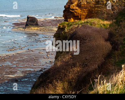 Die Küste gegen Bay in der Nähe von Whitby in North Yorkshire England UK mit Rock-Stacks auf den Strand und Felsen im Vordergrund Stockfoto