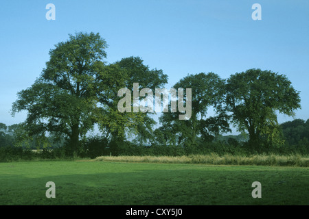 Englische Ulme Ulmus Procera, Ulme Stockfoto