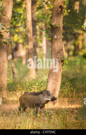 Indische Wildschwein zu Fuß durch die Tala Zone in Bandhavgarh National Park, schnüffeln die wilden Blumen auf der Wiese am Rande des Waldes Stockfoto