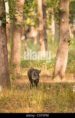 Indische Wildschwein zu Fuß durch die Tala Zone in Bandhavgarh National Park, schnüffeln die wilden Blumen auf der Wiese am Rande des Waldes Stockfoto