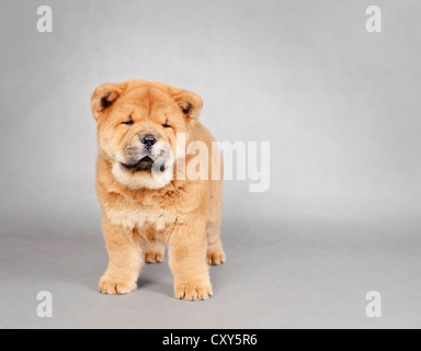 Chow Chow Welpen Porträt auf grauem Hintergrund Stockfoto