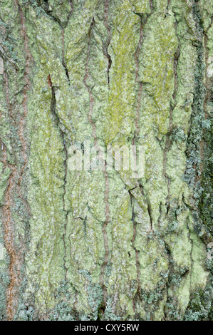 Grau-Pappel Populus X canescens (Salicaceae) Stockfoto