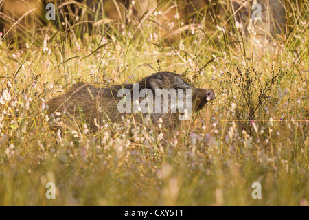 Indische Wildschwein zu Fuß durch die Tala Zone in Bandhavgarh National Park, schnüffeln die wilden Blumen auf der Wiese am Rande des Waldes Stockfoto