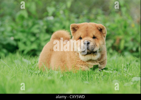 Kleine Chow Chow Welpen Porträt im Garten Stockfoto