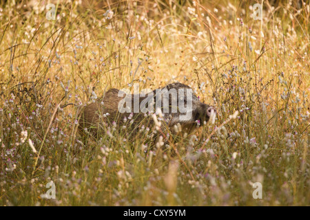 Indische Wildschwein zu Fuß durch die Tala Zone in Bandhavgarh National Park, schnüffeln die wilden Blumen auf der Wiese am Rande des Waldes Stockfoto