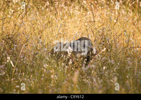 Indische Wildschwein zu Fuß durch die Tala Zone in Bandhavgarh National Park, schnüffeln die wilden Blumen auf der Wiese am Rande des Waldes Stockfoto