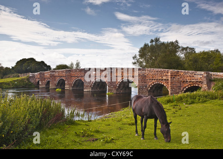 Ein Pony frisst den Rasen vor Whitemill Brücke über den Fluss Stour. Es wird häufig berichtet, dass die älteste Brücke in Dorset Stockfoto