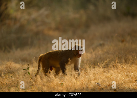 Rhesus-Makaken auf dem Boden auf der Wiese am Rande des Waldes Stockfoto