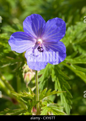 Eine helle blaue Wiese Krane Rechnung Blume, lateinischer Name Geranium Vorwand, mit gefiederten Blättern in weiches Licht Stockfoto