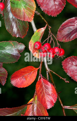 Laubbäume Cockspurthorn Crataegus Persimilis (Rosengewächse) Stockfoto