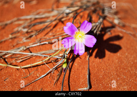 Breit-Blatt Parakeelya Blüte auf roten Wüstensand. Stockfoto