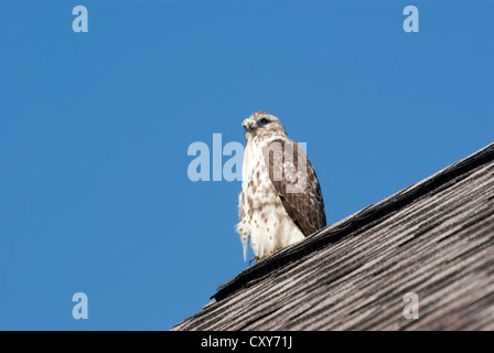 Rot - angebundener Falke, Buteo Jamaicensis gehockt Dach Stockfoto