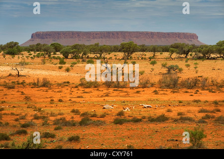 Mount Conner steigt in die Wüste von Zentral-Australien. Stockfoto