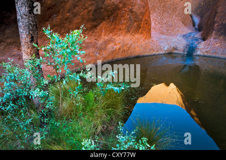 Reflexionen der Uluru in Mutitjulu Wasserloch. Stockfoto