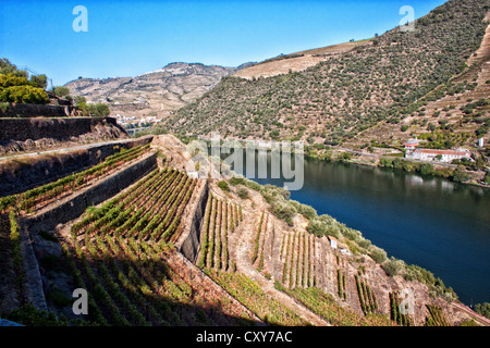 Landschaftsansicht der Douro-Region während der Ernte. Port Wein-Region, im Norden von Portugal. Es gilt als UNESCO-Welterbe Stockfoto