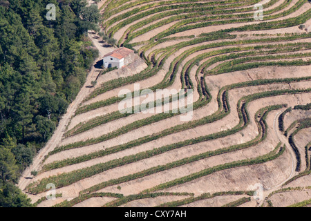 Landschaftsansicht der Douro-Region während der Ernte. Port Wein-Region, im Norden von Portugal. Es gilt als UNESCO-Welterbe Stockfoto