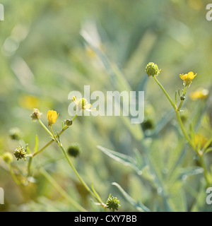 Grüne und gelbe Pflänzchen mit einem Bokeh-Hintergrund. Stockfoto