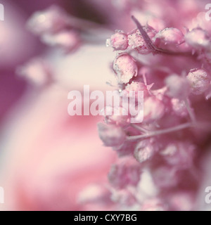 Etwas getrockneten Pflanzen in rosa Tönen mit einem Bokeh-Hintergrund. Stockfoto