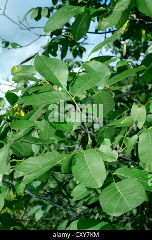 Gemeinsamen Walnuss Juglans Regia pterocarpa Stockfoto