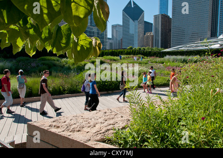 Die lurie Garten, 2,5 Hektar einheimische Pflanzen, Teil der Millennium Park in Chicago, Illinois, USA. Teil der größten grünen Dach bei der Welt gebaut. Stockfoto