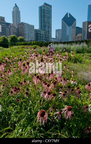 Rosa coneflowers in der lurie Garten, 2,5 Hektar einheimische Pflanzen, im Millennium Park in Chicago, Illinois, USA. Teil der weltweit größten grünen Dach. Stockfoto