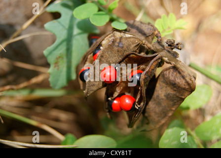 Abrus Precatorius oder Jequirity Bohne oder Rosenkranz Erbsen Samen Pflanzen Blatt und Stamm Stockfoto