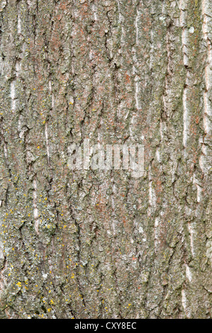 Östlichen Balsam-Pappel Populus Balsamifera (Salicaceae) Stockfoto