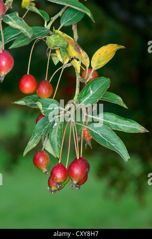 Sikkim Holzapfel Stockfoto