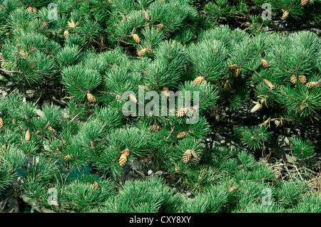 Monterey Kiefer Pinus Radiata (Tannenbäumen) Stockfoto