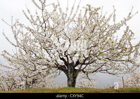 Kirschbaum Blüte im Jerte-Tal, Cáceres, Extremadura, Spanien Stockfoto