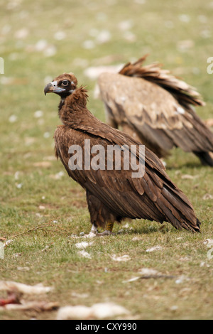 Mönchsgeier, Aegypius Monachus in Llebreta Muladar, Pre-Pyrenäen, Lleida, Katalonien, Spanien Stockfoto