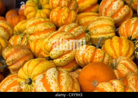 Im Herbst Kürbisse und Mini-Kürbisse Stockfoto