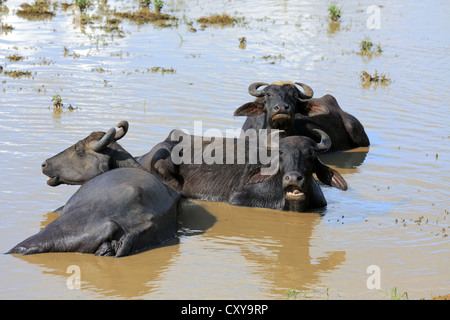 Wasserbüffel, die Abkühlung in einer Lagune im Minneriya Nationalpark, Sri Lanka. Stockfoto