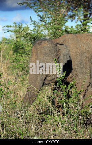 Wilde asiatische Elefanten füttern auf die Vegetation in Uda Walawe Nationalpark in Sri Lanka. Stockfoto