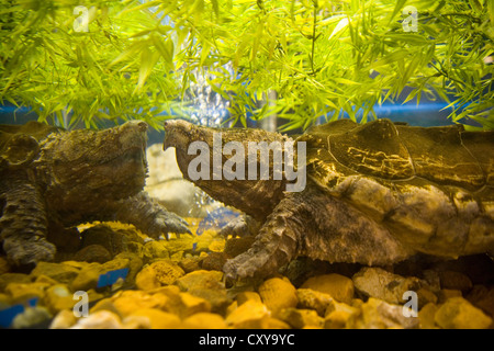 Runge Erhaltung Nature Center - Alligator-Schnappschildkröte - Macrochelys temminckii Stockfoto