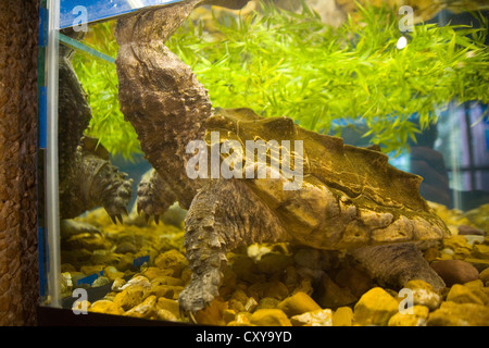 Runge Erhaltung Nature Center - Alligator-Schnappschildkröte - Macrochelys temminckii Stockfoto