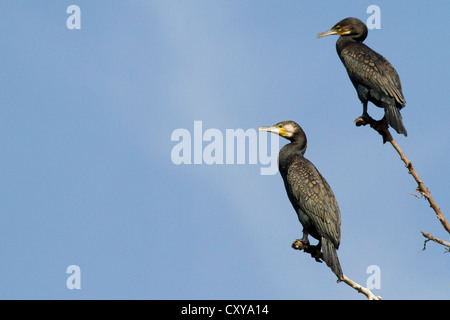 Kormoran (Phalacrocorax Carbo) Stockfoto