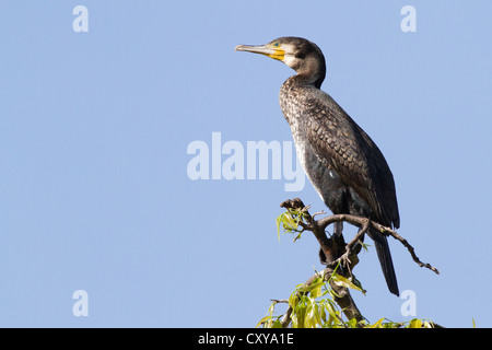 Kormoran (Phalacrocorax Carbo) Stockfoto