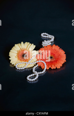 zwei Gerbera mit einer Perlenkette Stockfoto