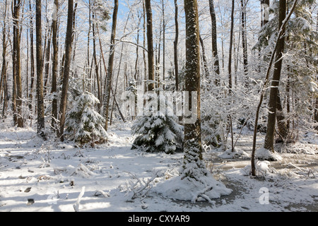 Schneefall nach Feuchtgebiet Stand morgens mit Schnee umhüllt Bäume und gefrorenes Wasser rund um Stockfoto