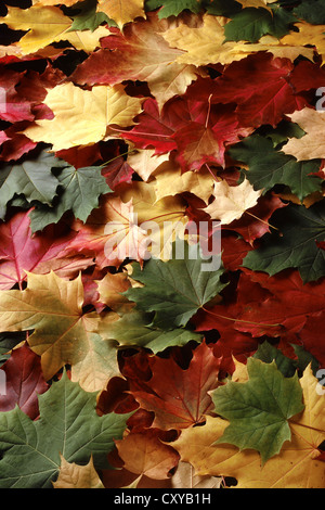 Herbstlaub, Ahorn-Blätter (Acer), gelb, rot, grün Stockfoto