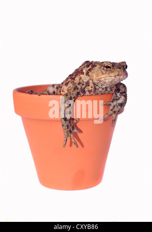 Kröte (Bufo Bufo-Komplex) in einen Blumentopf Stockfoto