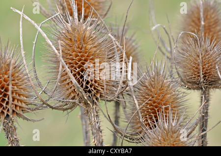 Drei wilde bieten (Dipsacus Fullonum) Stockfoto