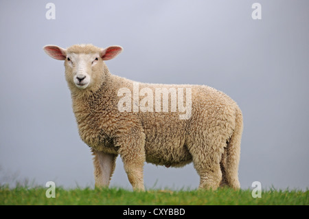 Lamm auf dem Deich der Elbe bei Kollmar, Schleswig-Holstein Stockfoto