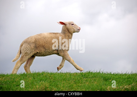 Lamm auf dem Deich der Elbe bei Kollmar, Schleswig-Holstein Stockfoto