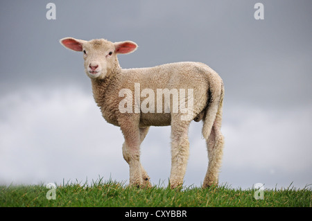 Lamm auf dem Deich der Elbe bei Kollmar, Schleswig-Holstein Stockfoto