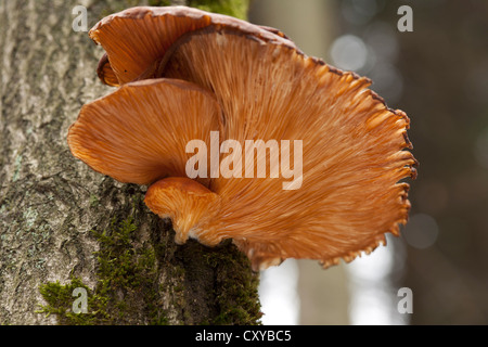 Austernpilz (Pleurotus Ostreatus), wachsen auf einem Baumstamm, Wipperfuerth, North Rhine-Westphalia Stockfoto