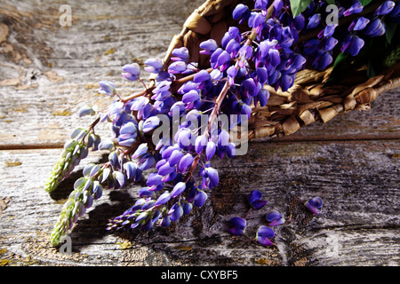 Lupinen (Lupinus SP.), in einem geflochtenen Korb auf einer Holzoberfläche Stockfoto